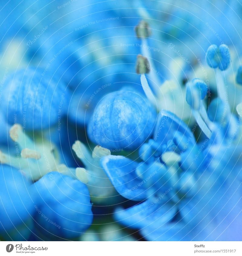 blue like hydrangea Hydrangea Hydrangea blossom plate hortensia Inner flowers Hydrangea serrata Bud hydrangea buds Japanese mountain hydrangea