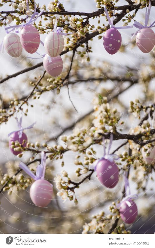 Purple easter eggs hanging on a blooming plum tree Elegant Joy Harmonious Decoration Easter Nature Spring Tree Flower Blossom Blossoming Growth Fresh Violet