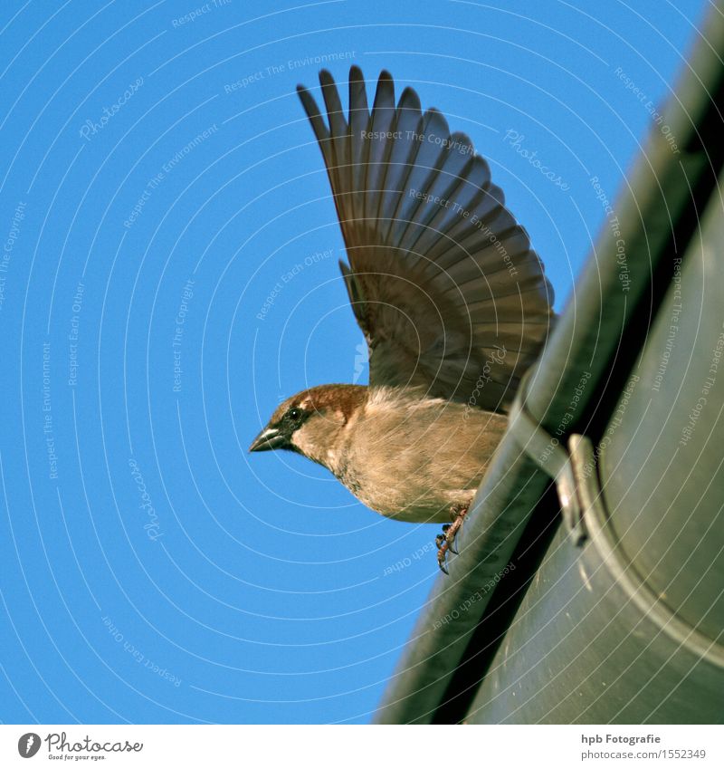 house sparrow Nature Animal Sky Garden Park Wild animal Bird Animal face Wing 1 Rutting season Flying Hang Crouch Esthetic Exceptional Free Infinity Natural
