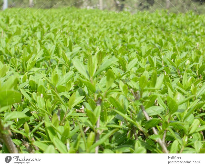 New views... Hedge Spring Green Stalk Leaf Macro (Extreme close-up) Bud
