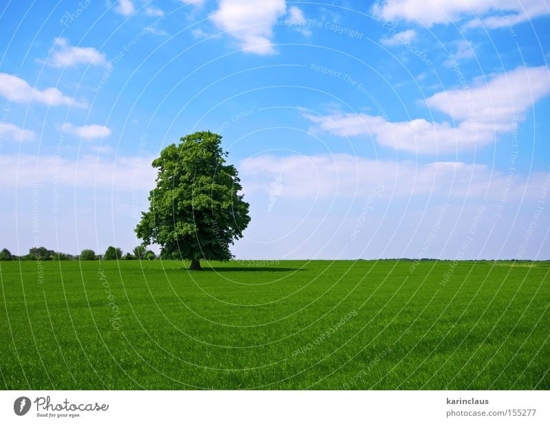green pasture with lone standing tree Industry Nature Landscape Clouds Tree Grass Meadow Field Blue Green Grassland Lawn outdoor Pasture Rural Colour photo