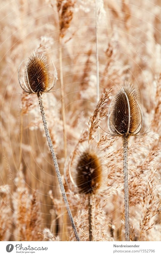 monochrome Nature Landscape Plant Autumn Winter Grass Wild plant Lakeside Pond Faded To dry up Esthetic Friendliness Happiness Natural Brown Calm Stagnating