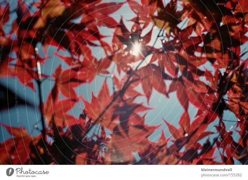 ray of hope Leaf Red Sky Sun Maple tree Summer Light Structures and shapes Lomography