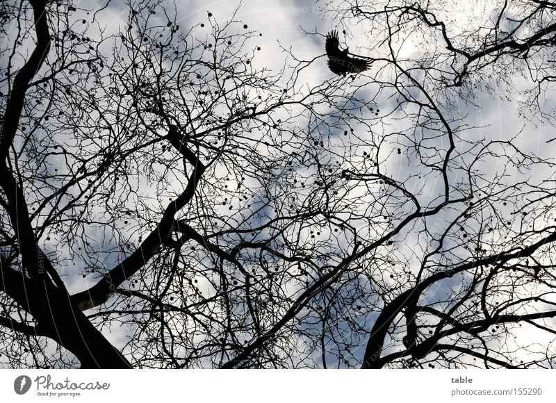 be free Deciduous tree Bird Freedom Branch Twig Sky Clouds Winter Raven birds Joy American Sycamore maple-leaved plane tree platanaceae park tree road tree