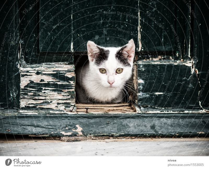 cat flap Vacation & Travel Trip City trip Summer vacation Village Deserted House (Residential Structure) Building Wall (barrier) Wall (building) Door Animal Pet