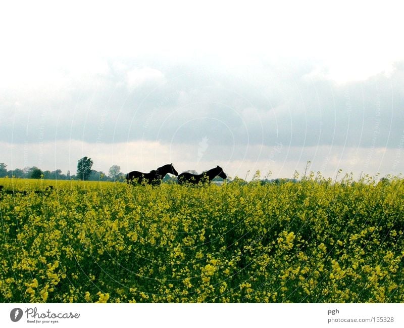 Where are they running? Canola Horse Canola field Freedom Leisure and hobbies Vacation & Travel Field Oilseed rape oil Organic farming Plant Agriculture Sowing