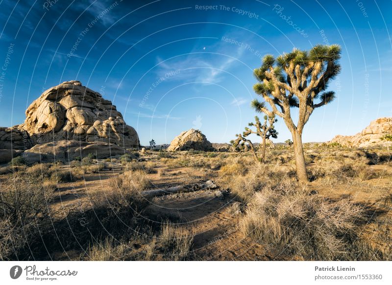 Joshua Tree Well-being Contentment Senses Relaxation Calm Vacation & Travel Summer Mountain Environment Nature Landscape Plant Sand Sky Clouds Climate