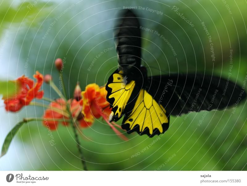 movement in the game Aviation Flower Blossom Butterfly Wing Movement Flying Yellow Black Orange Insect Dynamics Judder Unreliable Delicate Colour photo