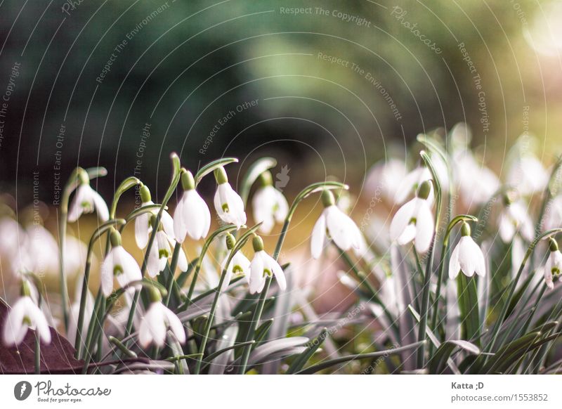 Snowdrops.01 Nature Plant Spring Beautiful weather Blossoming Brown Yellow Green White Colour photo Exterior shot Detail Copy Space top Worm's-eye view