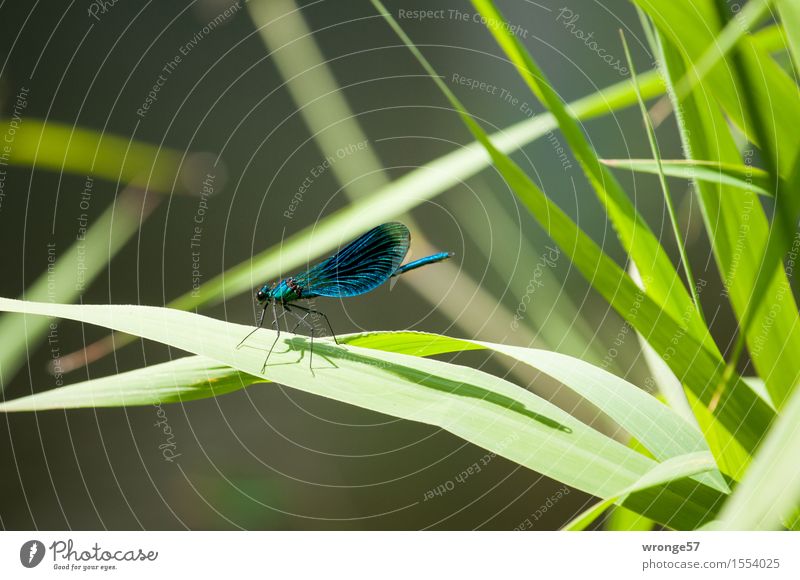 landing site Nature Animal Summer Plant Foliage plant Wild plant Common Reed River bank Wild animal Insect Dragonfly 1 Blue Brown Green Leaf Landing Strip