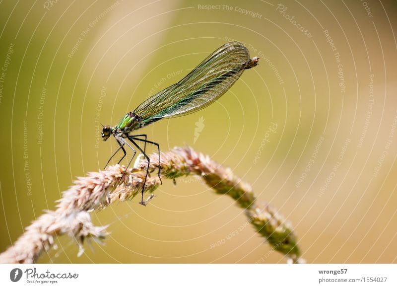 biocopter Nature Animal Summer Wild animal Dragonfly 1 Wait Elegant Thin Brown Gold Green Insect Resting point Restful Common Reed Delicate Beautiful