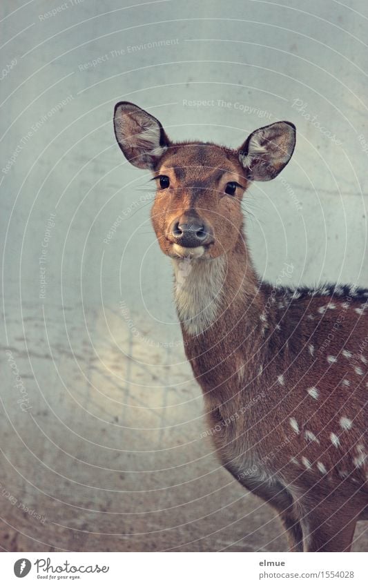 fawn eyes Spotted deer Axishirsch cow Hind Bambi Observe Communicate Looking Stand Elegant Beautiful Natural Curiosity Brown Trust Safety (feeling of) Sympathy