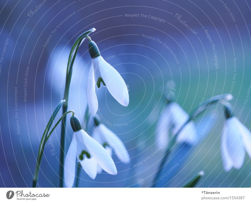 spring! Nature Plant Spring Beautiful weather Tree Snowdrop Athletic Friendliness Happiness Fresh Natural Blue White Colour photo Multicoloured Exterior shot