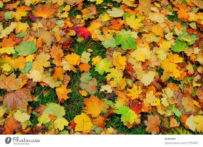 press Autumn Leaf Colour Autumnal colours Multicoloured Nature Tree Meadow