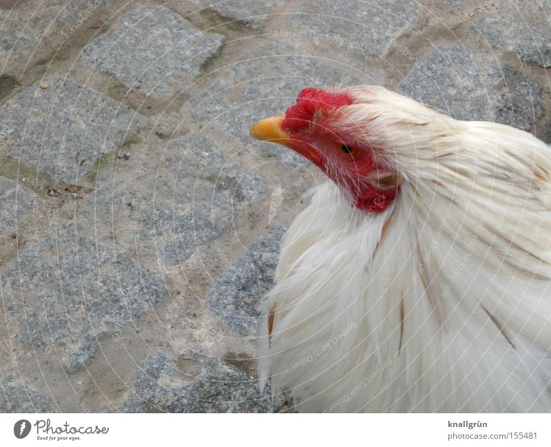 free-range chicken Barn fowl Poultry Animal Bird White Red Looking Cobblestones Paving stone Sit Feather springs