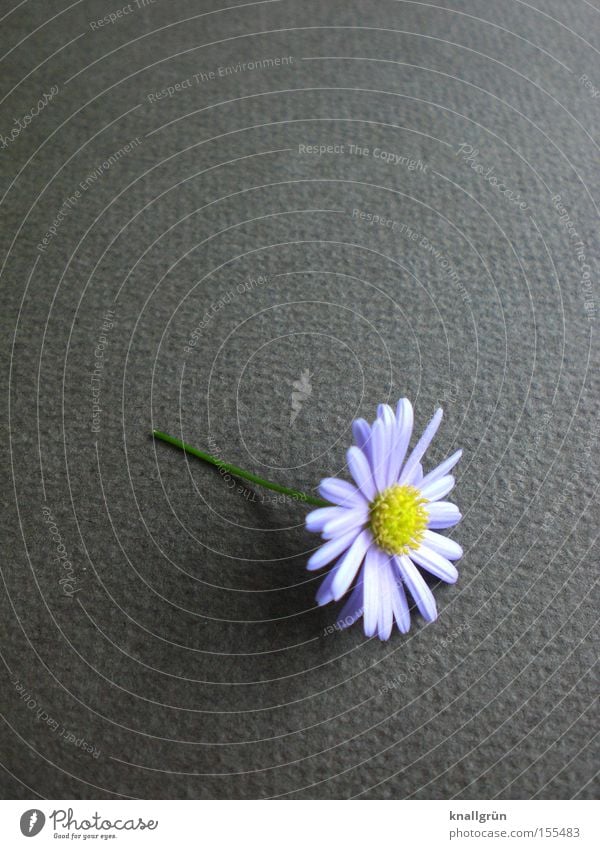 Beautiful Flower Daisy Plant Gray Stalk Nature Transience Purple Daisy