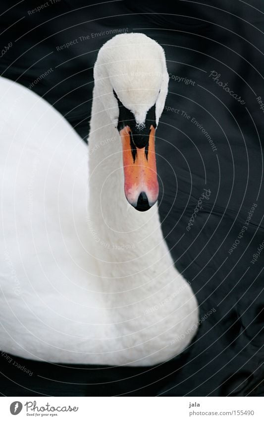 lovebird #2 Swan Elegant Animal Beak Neck Bird Feather White Beautiful Esthetic Pride Head Water