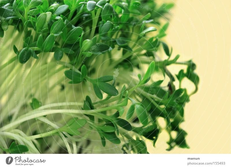 garden cress Colour photo Subdued colour Interior shot Close-up Detail Macro (Extreme close-up) Structures and shapes Copy Space right Neutral Background