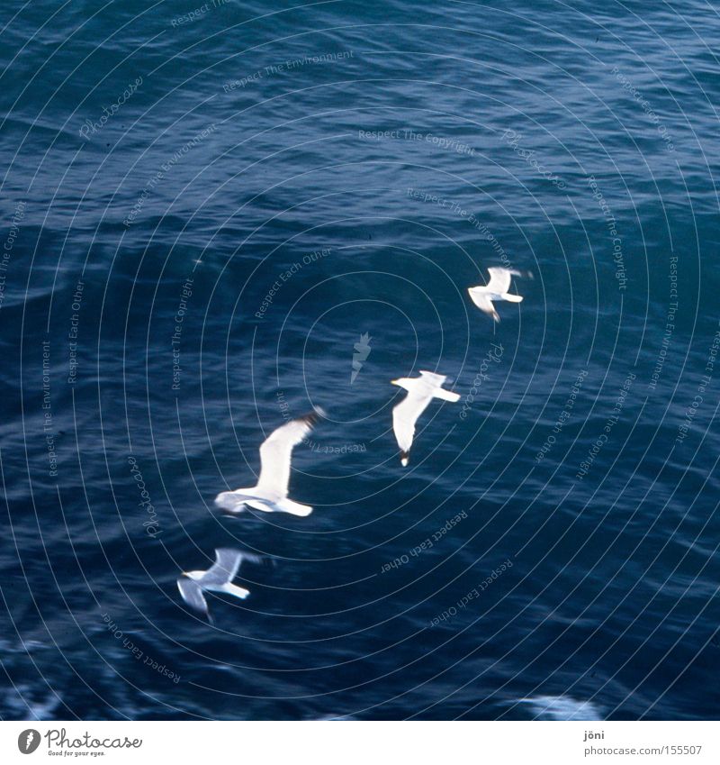 formation seagulls Ocean Vacation & Travel Water Waves Relaxation Watercraft Sailing Line Formation Bird Beach Coast go boating Boating trip waterfowl Movement