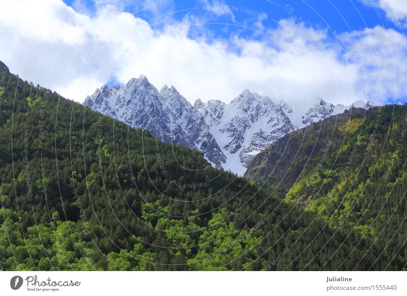 Landscape with Caucasus mountains Snow Mountain Nature Tree Leaf Forest Hill Rock Peak Glacier Stone Wild Green White Dombai Altimeter Cliff Europe Height ice