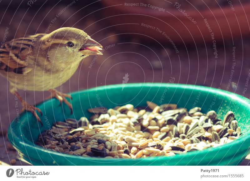 sparrow Wild animal Bird Sparrow Passerine bird 1 Animal To feed Feeding Brown Nature Colour photo Exterior shot Deserted Day