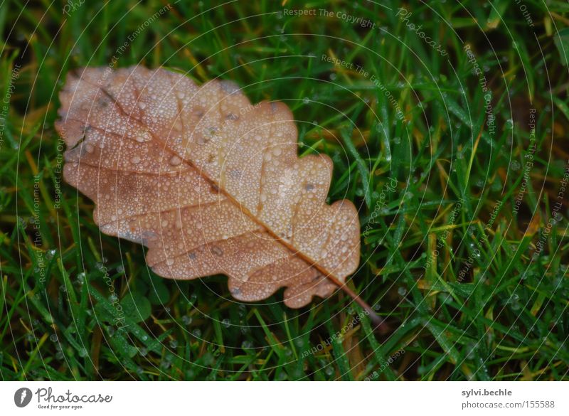 AUTUMN II Water Drops of water Autumn Rain Grass Leaf Meadow Wet Brown Green Loneliness Transience Seasons Oak tree Colour photo Multicoloured Exterior shot
