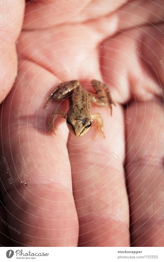 Frog Frogs Animal Hand palm Sit Small tiny ambhibian