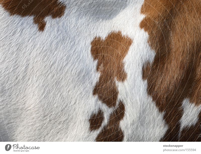 Cow Mammal Animal White Brown Side Skin furry texture Background picture