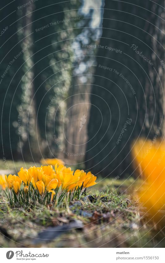 kro.kiss Nature Plant Spring Beautiful weather Tree Grass Ivy Leaf Blossom Park Meadow Blossoming Growth Fresh Brown Yellow Green Crocus Colour photo