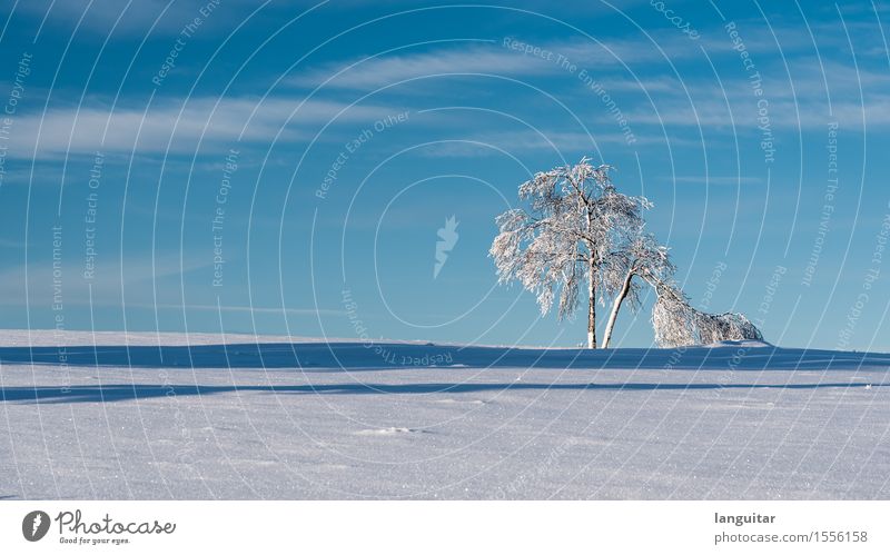 Too much snow Winter Snow Winter vacation Landscape Tree Cold Blue White Germany Bald branches winter mountain Isolated (Position) Birch tree Sky Shadow