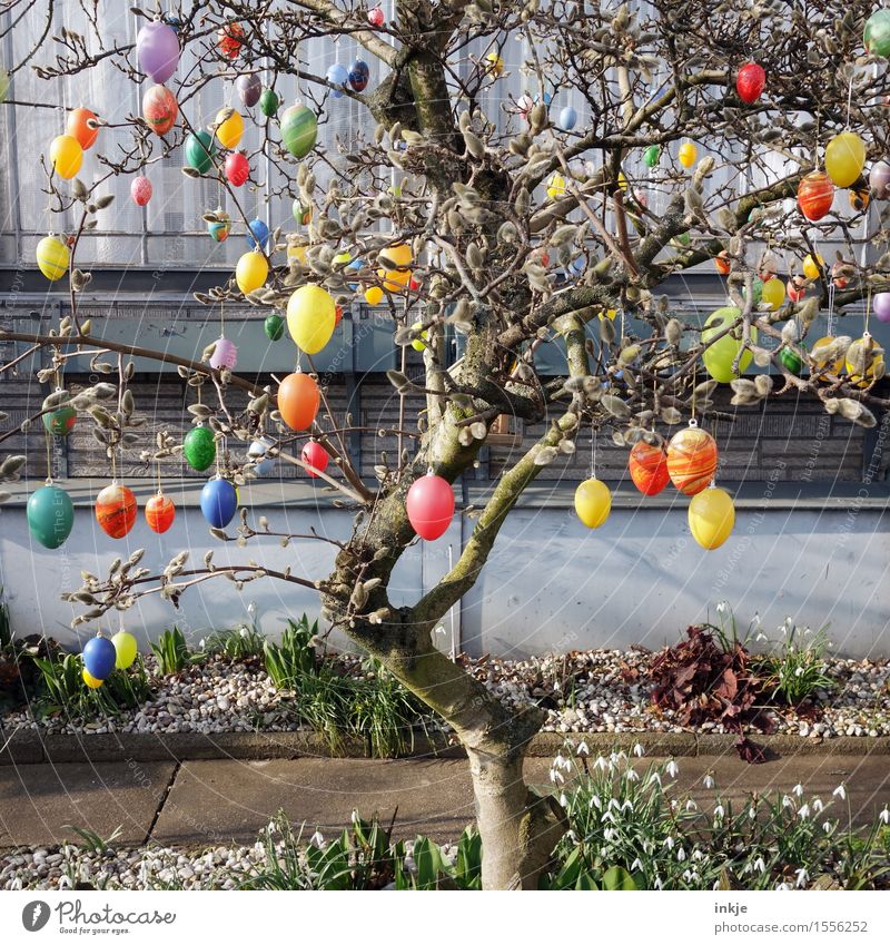 Everything has to go! Lifestyle Style Living or residing Garden Decoration Easter Spring Beautiful weather Tree Magnolia tree Easter egg Plastic Hang Many