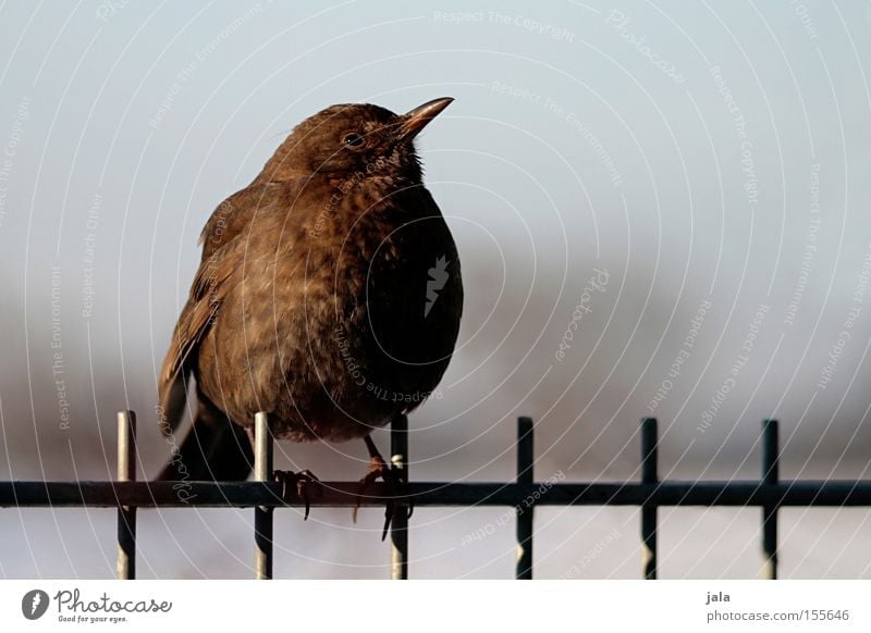 Come a Vogerl flown... Blackbird Throstle Bird Nature Animal Dark brown Wild bird Garden Fence Winter Songbirds