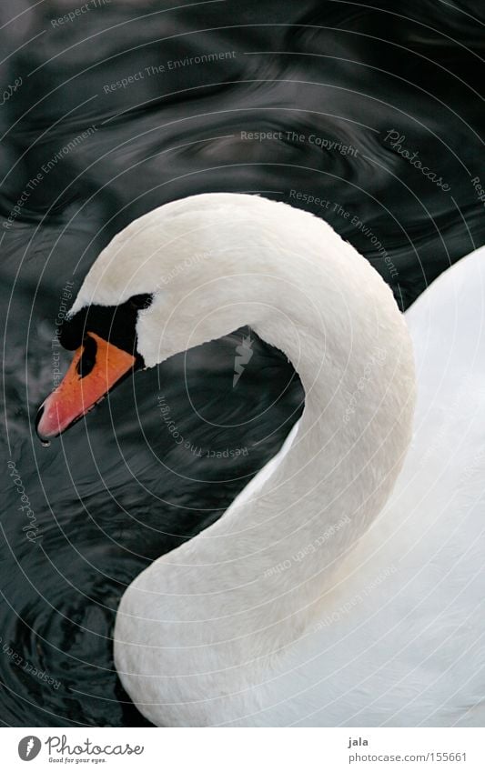 lovebird #3 Swan Elegant Animal Beak Neck Bird Feather White Beautiful Esthetic Pride Head Water
