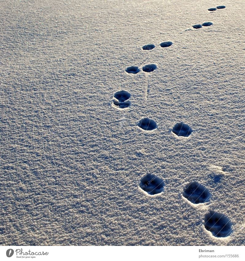 up and away Tracks Paw Footprint Dog Snow Cold Winter White Loneliness Nature Wild animal Ice Arch Lanes & trails Direction Mammal
