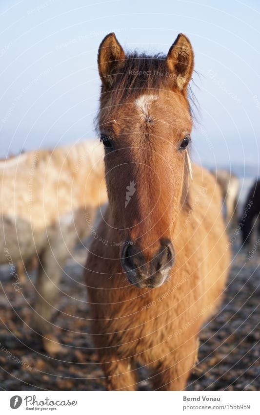 horse Field Animal Horse Baby animal Emotions Authentic Brown Pelt Ear Looking Direct Curiosity Foal Cute Beautiful Nostrils Encounter Cuddly Soft Friendliness