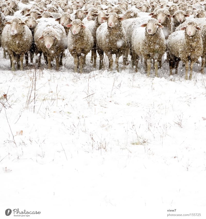 The mean winter sheep ll. Winter Snow Snowfall Farm animal Group of animals Herd Observe Discover Cold Interest Boredom Stupid Nature Moody Sheep Wool Pasture