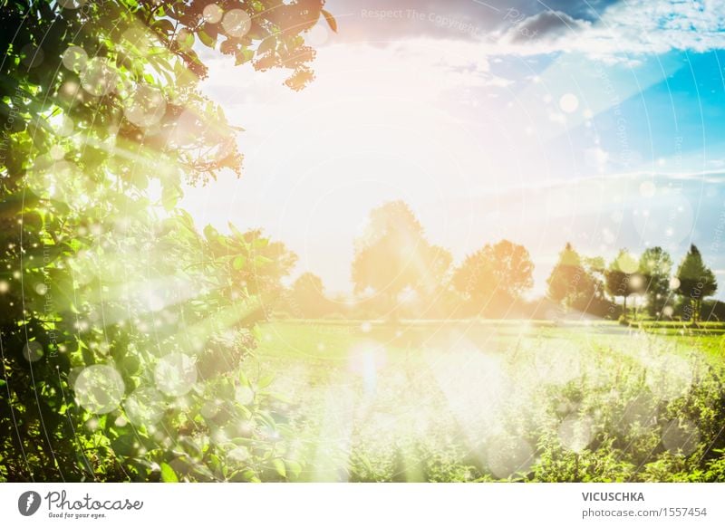 Summer nature background with sunbeams . Lifestyle Design Garden Nature Sky Sunlight Spring Beautiful weather Park Meadow Field Jump Style Background picture
