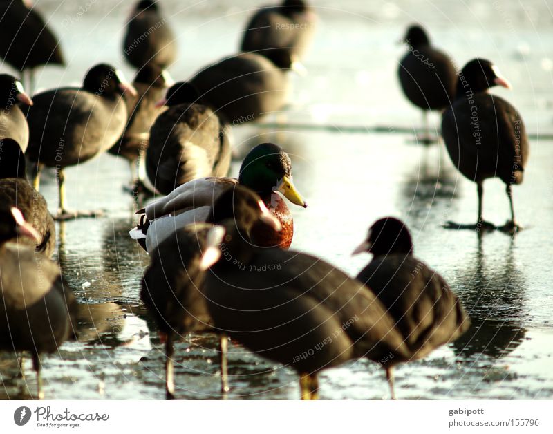the foreign is foreign only in the foreign Colour photo Exterior shot Sunlight Shallow depth of field Nature Animal Winter Ice Frost Lake Bird Duck Drake Coot