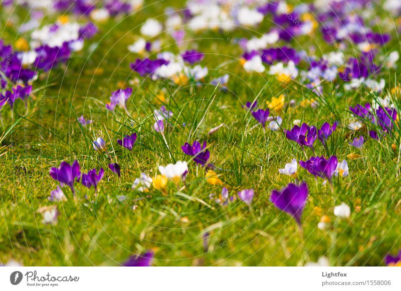 Crocus nut Feasts & Celebrations Mother's Day Easter Fairs & Carnivals Baptism Environment Nature Plant Sunlight Old Touch Yellow Violet White Trust