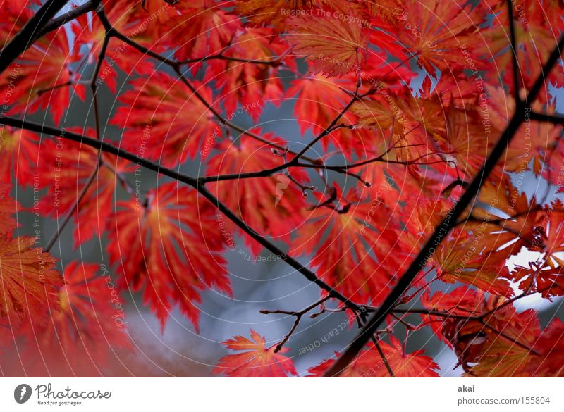 rouge Leaf Multicoloured Branch Maple tree Agriculture Autumn Colour