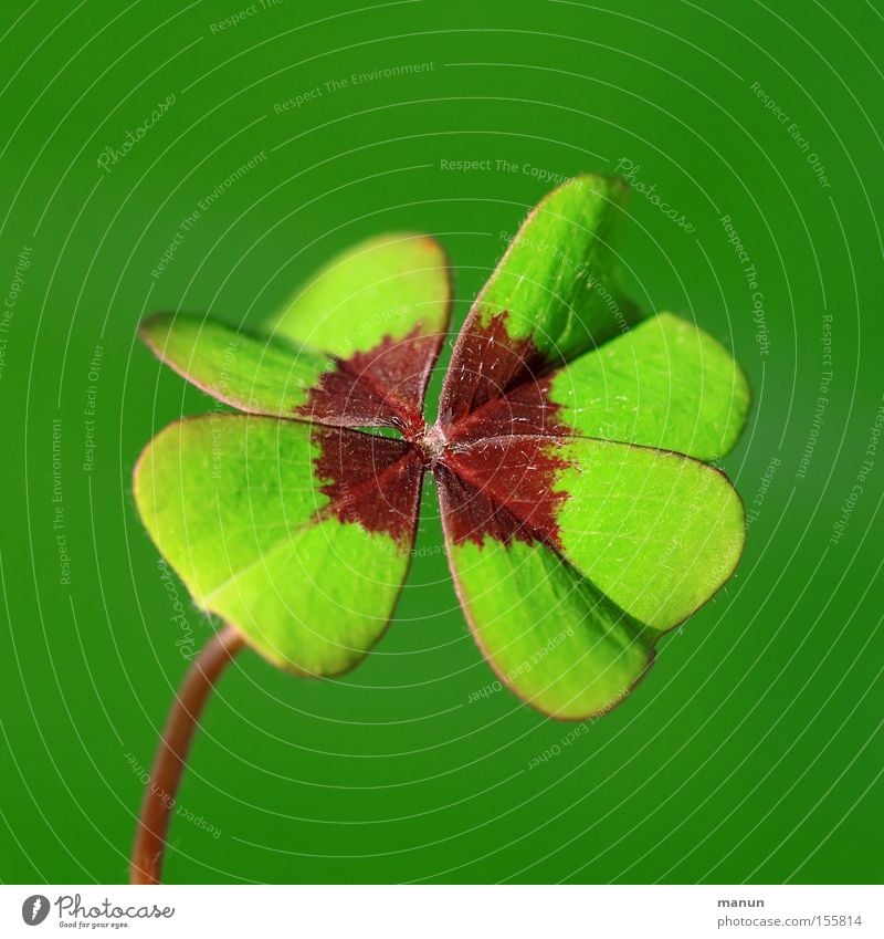 You always need luck! Colour photo Interior shot Close-up Detail Macro (Extreme close-up) Pattern Day Contrast Central perspective Long shot Joy Happy