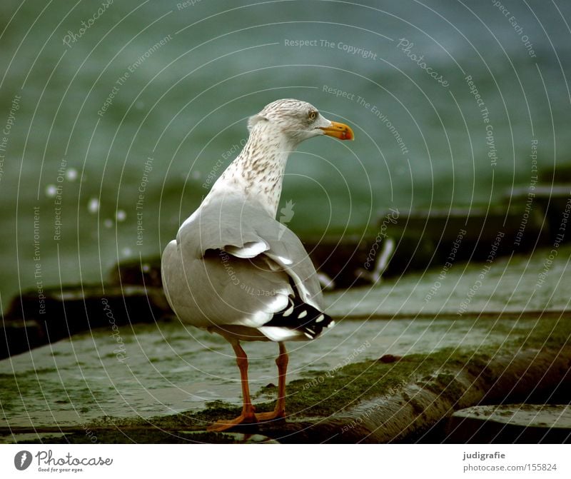seagull Seagull Silvery gull Baltic Sea Ocean Coast Water Break water Inject Colour Beach Bird