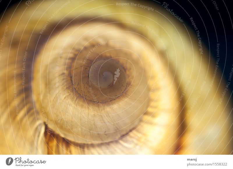 light snail Animal Snail Large garden snail shell 1 Spiral Illuminate Exceptional Dark Authentic Simple Elegant Rotated Colour photo Subdued colour Close-up