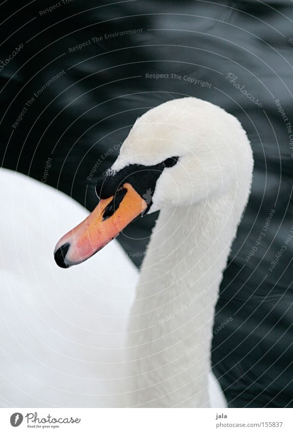 lovebird #4 Swan Elegant Animal Beak Neck Bird Feather White Beautiful Esthetic Pride Head Water
