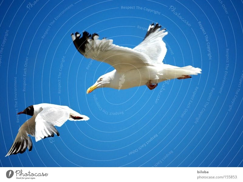One Photocase gull chases the other! Bird Seagull Hunting Pursue Pursuit race Flying Sky Blue Sea bird Rivalry Fight Area Aviation vindicate