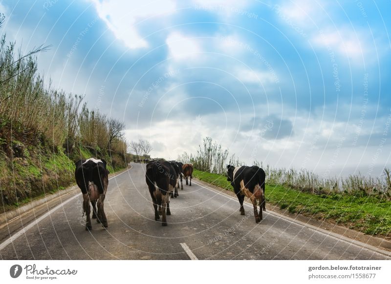 cow migration Landscape Sky Clouds Summer Weather Beautiful weather Flower Bushes Mountain Street Cow Group of animals Concrete Going Blue Black White