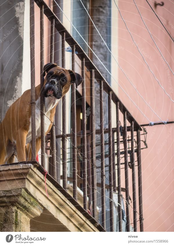 boxer on balconies III Vacation & Travel Tourism Beautiful weather Port City Downtown House (Residential Structure) Manmade structures Building Wall (barrier)