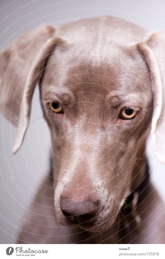bone hypnosis Hypnotic Animal Dog Looking Concentrate Weimaraner Eyes Snout Appetite To feed Saliva Face Gastronomy Mammal Sporting event Competition flews