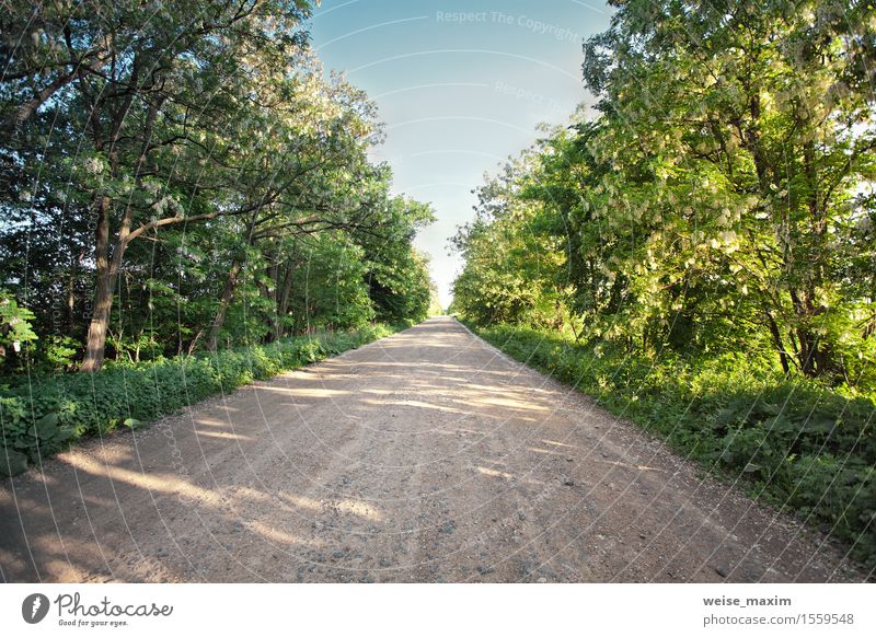 Country road with blooming acacia trees. Sunny spring day Vacation & Travel Nature Landscape Plant Sky Sunlight Spring Beautiful weather Tree Grass Bushes