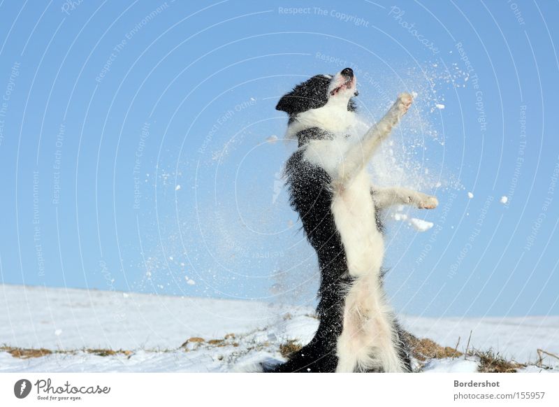 nabbed Dog Snow Jump Blue sky White Black Joy Action Exterior shot Winter Dance Hill Mammal border collie
